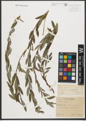 Foto von Salix repens L.